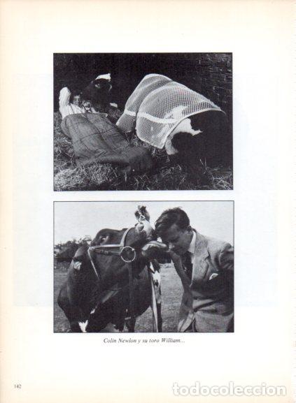 Livres: LAMINA V53719: Colin Newlon junto a su toro William. Foto Keystone