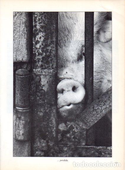 Libri di seconda mano: LAMINA V53724: Morro de un cerdo entre barrotes. Foto Rapho