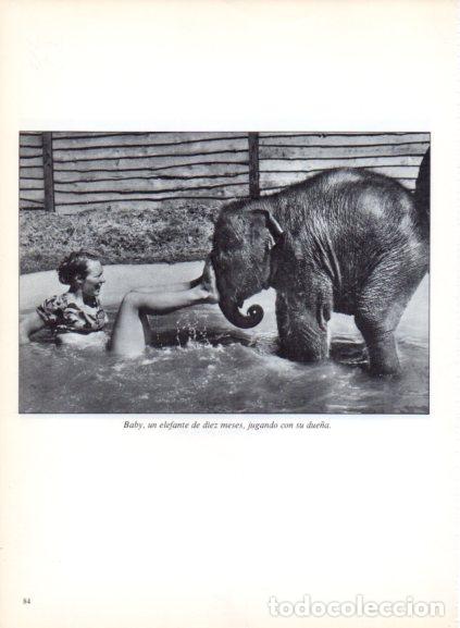Libri di seconda mano: LAMINA V53690: Elefante jungando con su due&ntilde;a. Foto Paul Kaye