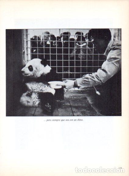 Livres: LAMINA V53700: Oso panda. Foto Magnum