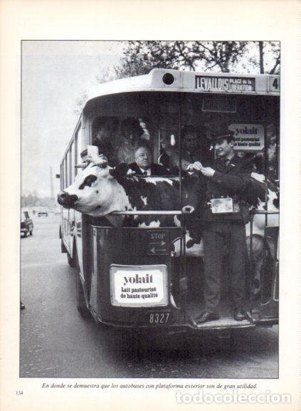 Livres: LAMINA V53715: Vaca en un autobus. Foto Agip