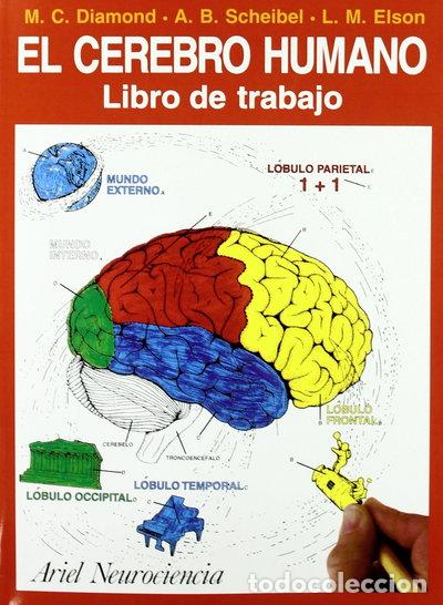 Livros em segunda m&atilde;o: El cerebro humano: Libro de trabajo- 9788434408661