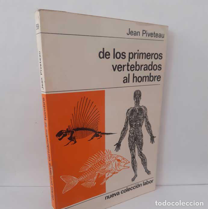 Libros: DE LOS PRIMEROS VERTEBRADOS AL HOMBRE - PIVETEAU, JEAN