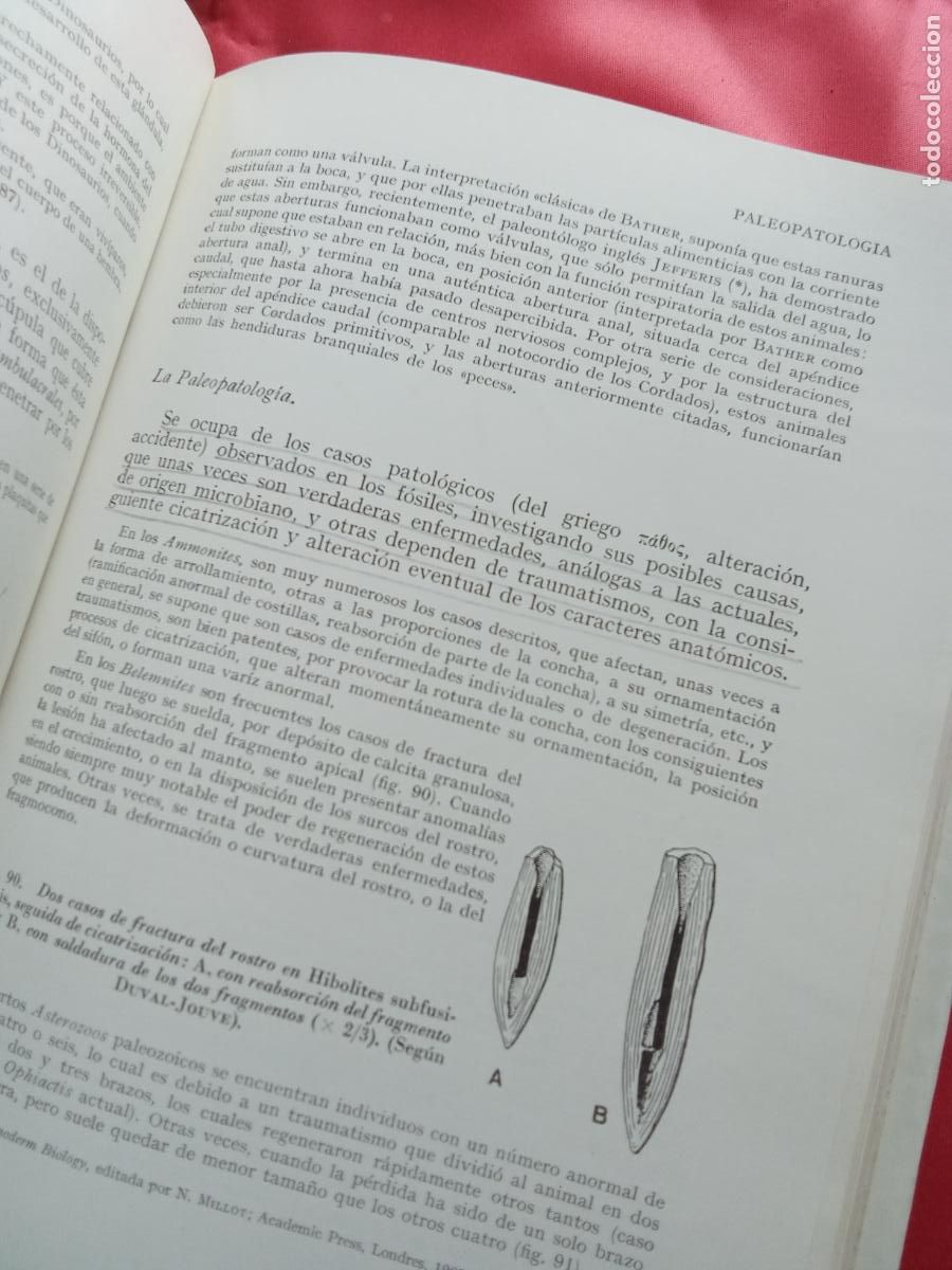 Libros: Paleontolog&iacute;a (Tomo 1). B. Melendez L.4349-209
