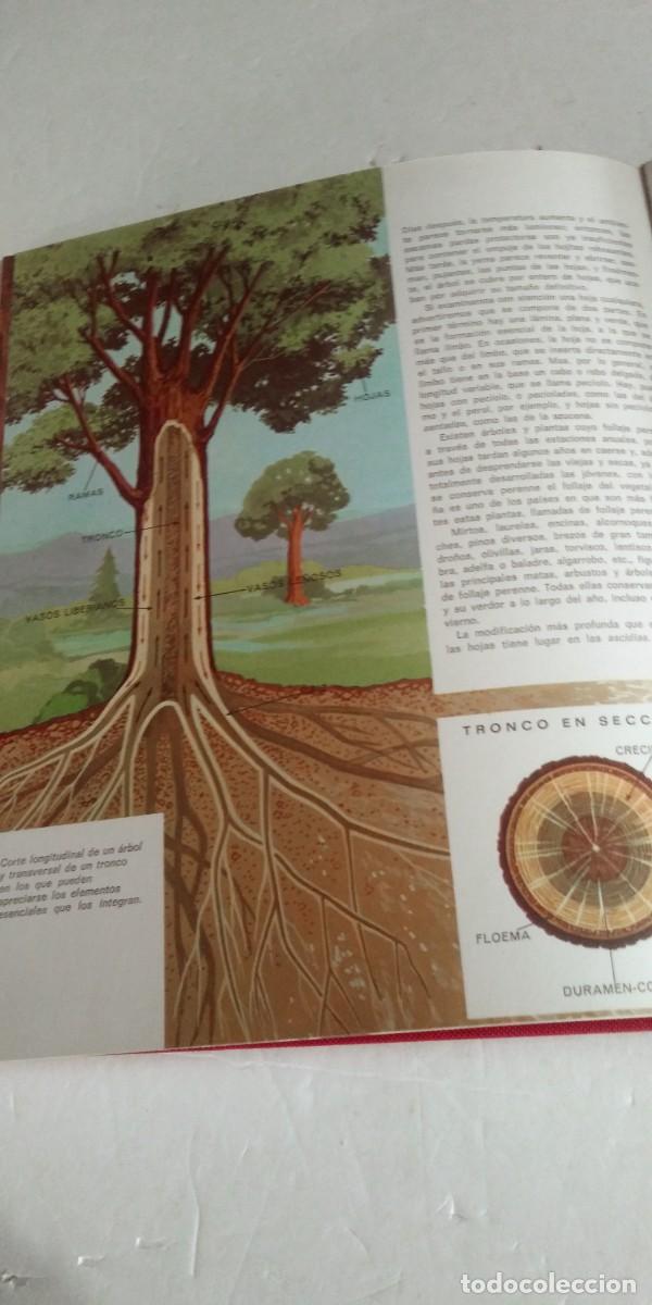 Libros: Enciclopedia Juvenil 10 tomos - Foto 6