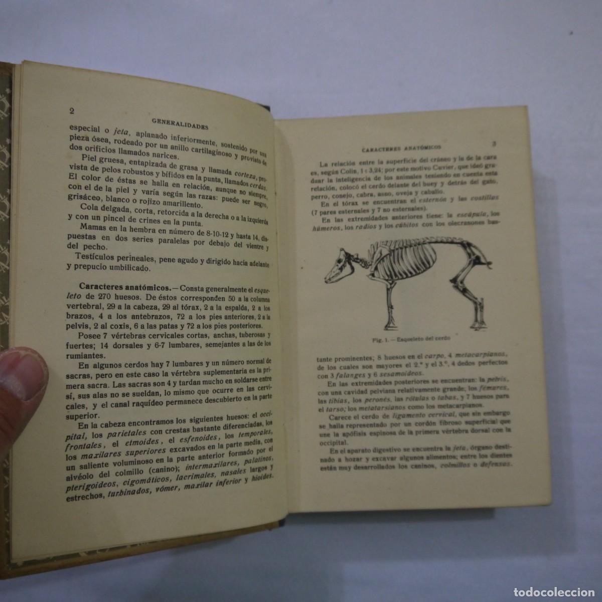 Libros: LA CRIA DEL CERDO - E. MARCHI Y C. PUCHI - GUSTAVO GILI - 1942 - Foto 6