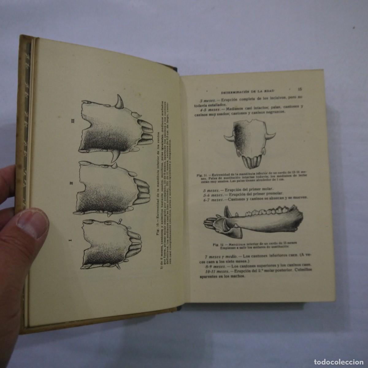 Libros: LA CRIA DEL CERDO - E. MARCHI Y C. PUCHI - GUSTAVO GILI - 1942 - Foto 7