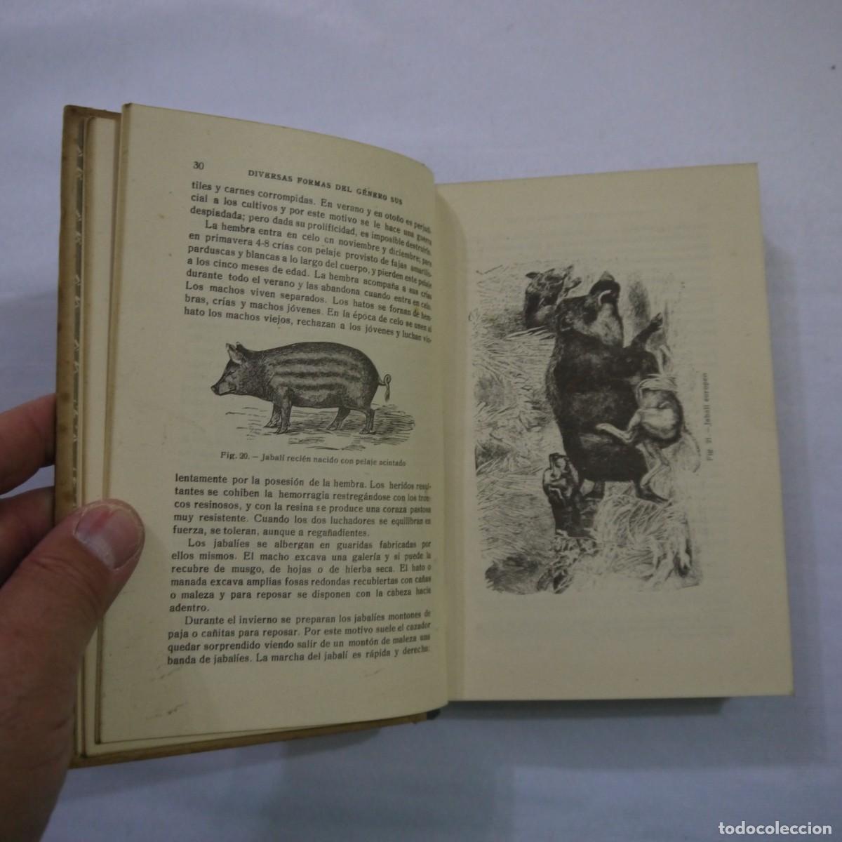 Libros: LA CRIA DEL CERDO - E. MARCHI Y C. PUCHI - GUSTAVO GILI - 1942 - Foto 8