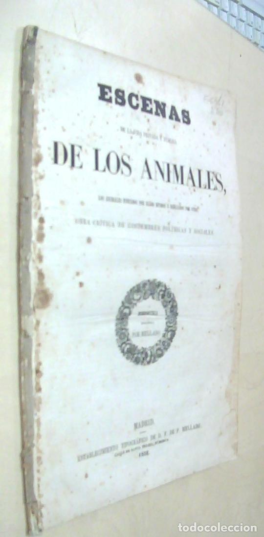 Livros em segunda m&atilde;o: Escenas de la vida privada y p&uacute;blica de los animales, los animales pintados por ellos mismos y dibuj