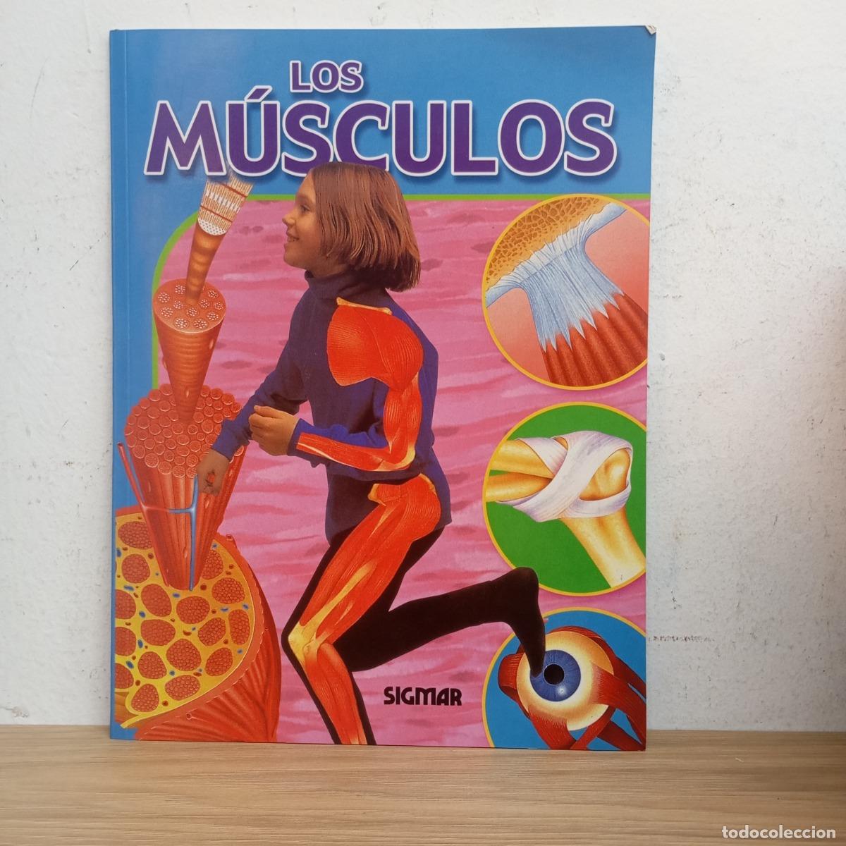 Libros: Los m&uacute;sculos - Jen Green - Foto 1