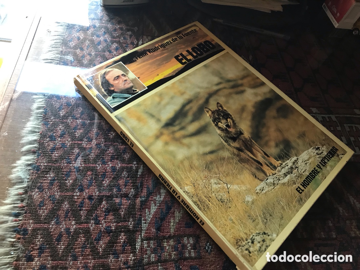 Libri di seconda mano: El lobo. F&eacute;lix Rodr&iacute;guez de la Fuente. El hombre y la tierra.