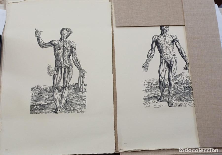 Libri di seconda mano: Andrea Vesalii Icones Anatomicae - Vesalio