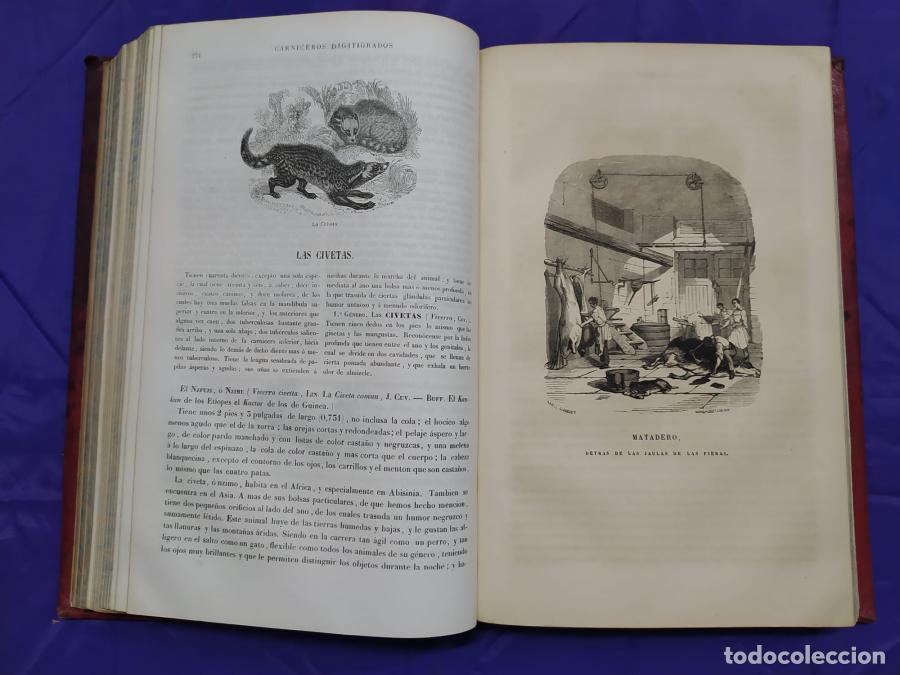 Libros: Museo de Historia natural - Boitard, M. - Foto 10