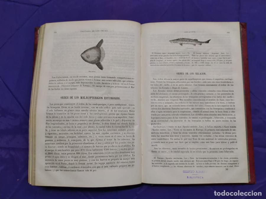 Libros: Museo de Historia natural - Boitard, M. - Foto 13