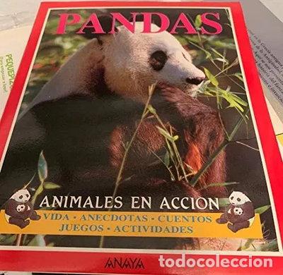 Libros: Pandas: Animales en acci&oacute;n- 9788420743202