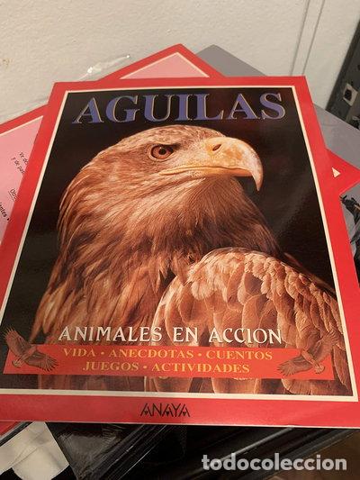 Livros em segunda m&atilde;o: &Aacute;guilas: Animales en Acci&oacute;n- 9788420743257