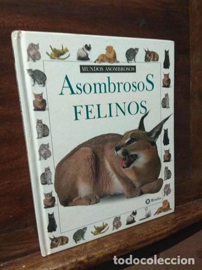 Libros: Asombrosos felinos- 9788421613801