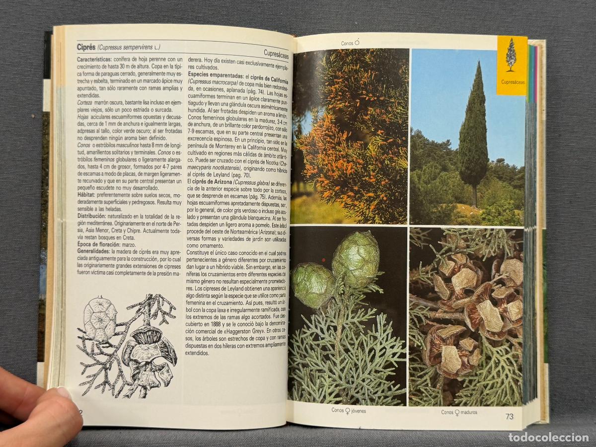 Libros: &Aacute;RBOLES. - KREMER, BRUNO P. - Foto 2