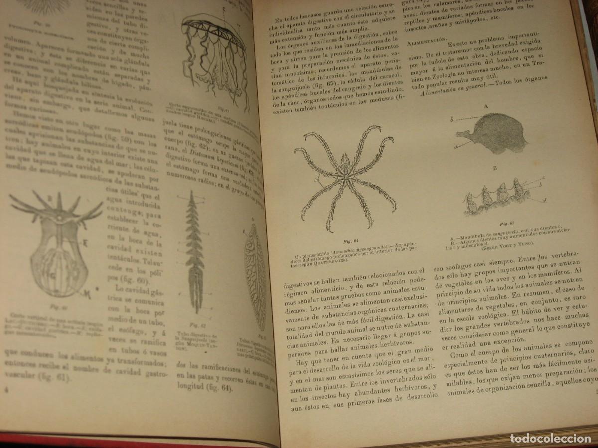 Libros: HISTORIA NATURAL. 2 TOMOS - Odon de Buen - Foto 6