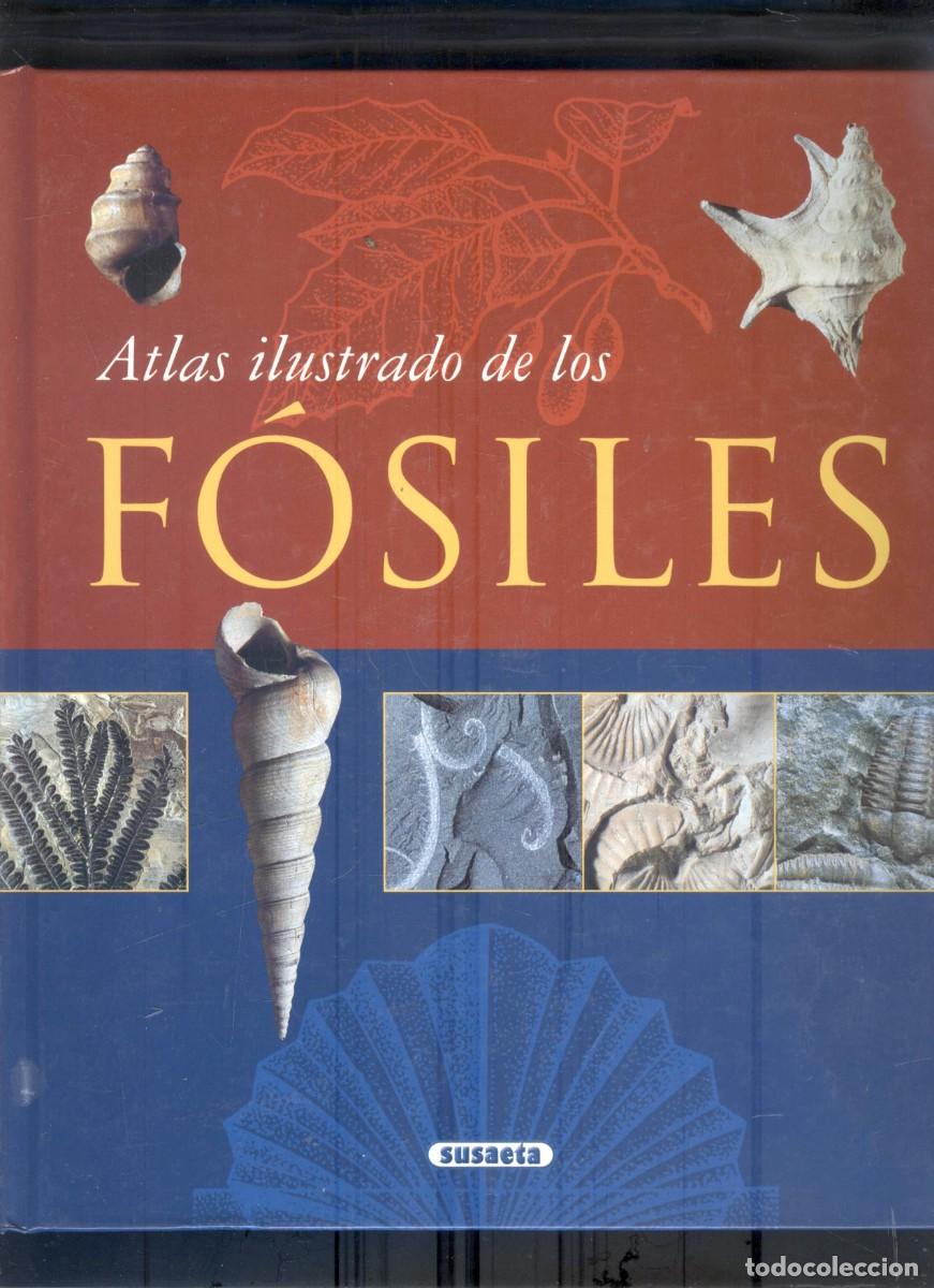 Libros: NUMULITE R1 Atlas ilustrado de los f&oacute;siles F&oacute;sil Susaeta