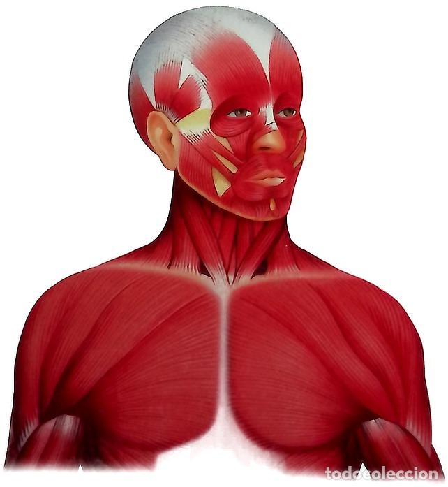 Livres: Anatomica, enciclopedia visual del cuerpo humano. Celulas, tejidos y sistemas esqueletico y muscular