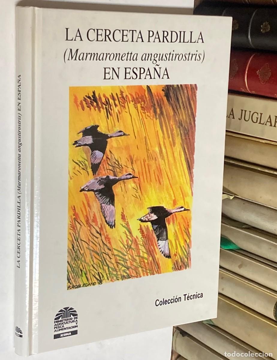 books: LA CERCETA PARDILLA (MARMARONETTRA ANGUSTIROSTRIS) EN ESPA&Ntilde;A - LIBRO PATOS CAZA - VARIOS AUTORES