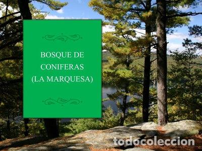 Libros: Bosques de con&iacute;feras- 9788478389247