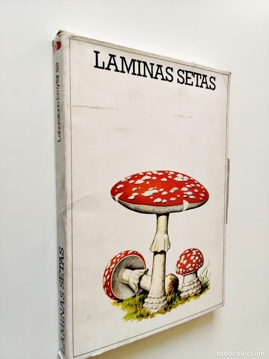 Libros: L&aacute;minas setas. 50 fichas