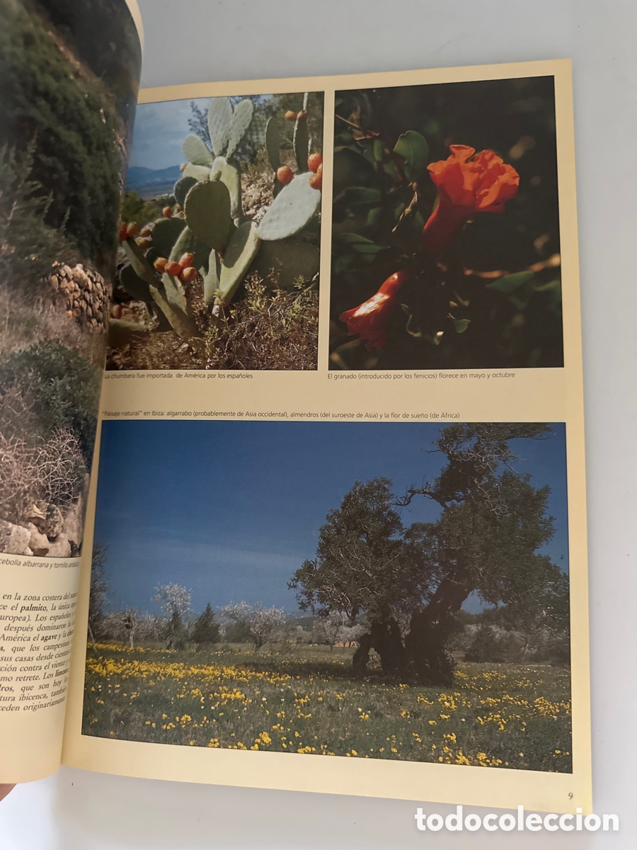 Libros: Ibiza, Un para&iacute;so natural desconocido - Foto 2
