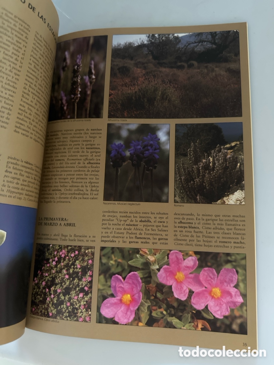 Libros: Ibiza, Un para&iacute;so natural desconocido - Foto 3