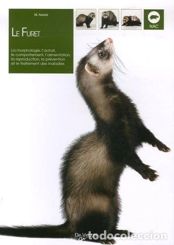 Libros: Le furet- 9782732886831