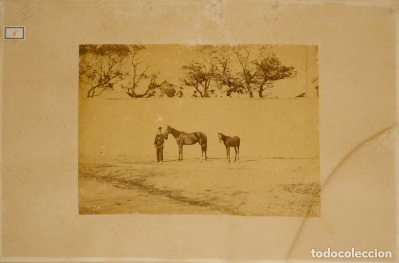 Libri di seconda mano: FOTOGRAFIAS DA ANTIGA QUINTA REGIONAL DE SINTRA (GRANJA DO MARQU&Ecirc;S). [&Aacute;LBUM FOTOGR&Aacute;FICO]