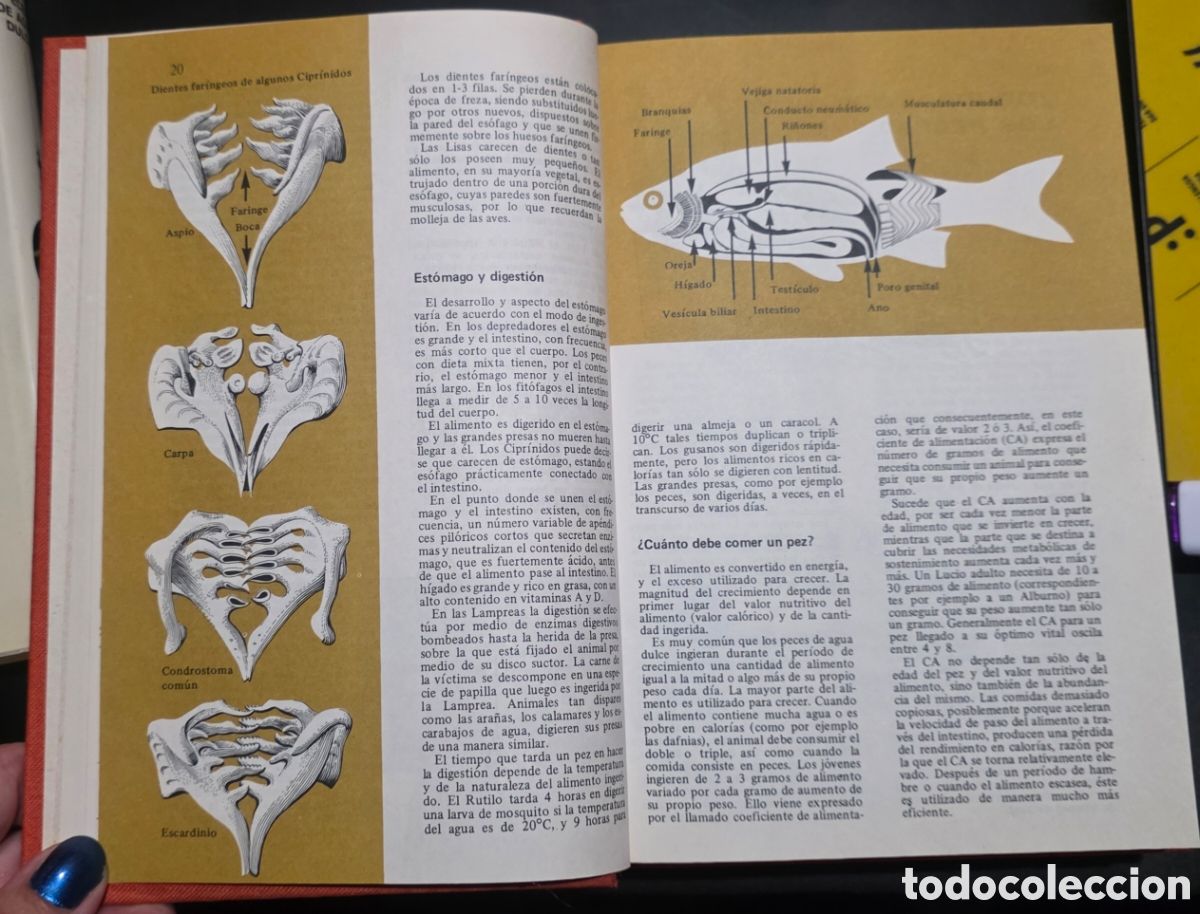 Libros: Los peces de agua dulce - Foto 6