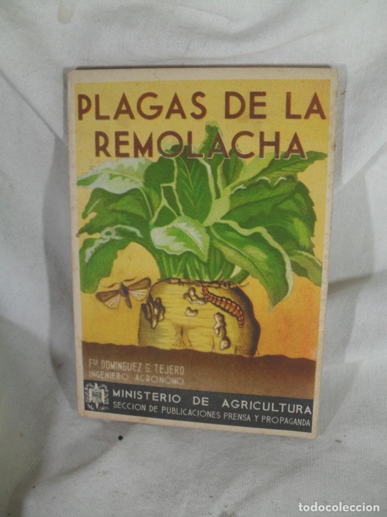 Livres: PLAGAS DE LA REMOLACHA - F DOMINGUEZ G TEJERO