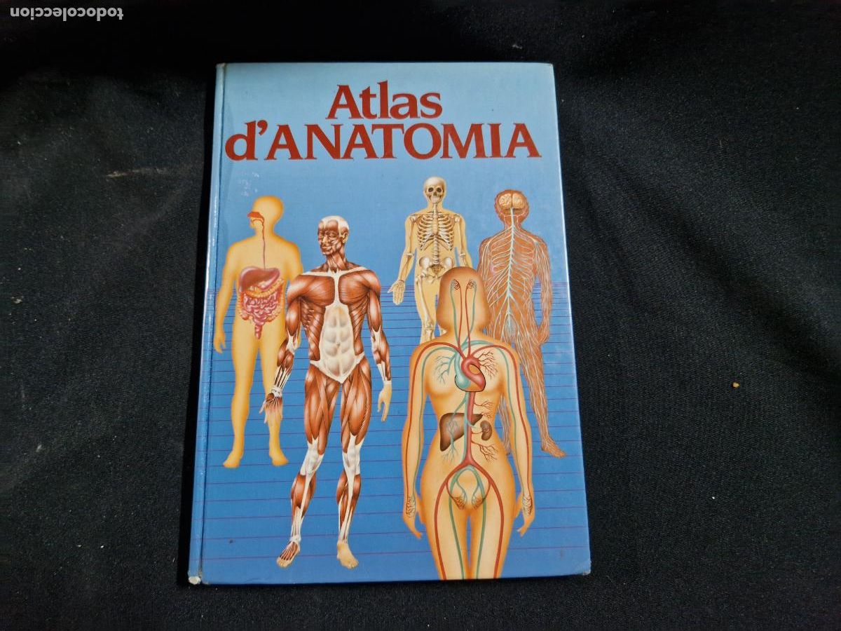 Libros: ATLAS D'ANATOMIA. INCREIBLE EL CUERPO HUMANO