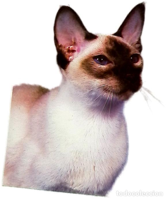 Libros: Mi gato siam&eacute;s - Naples, Marge; Niell i Sureda, Conrad