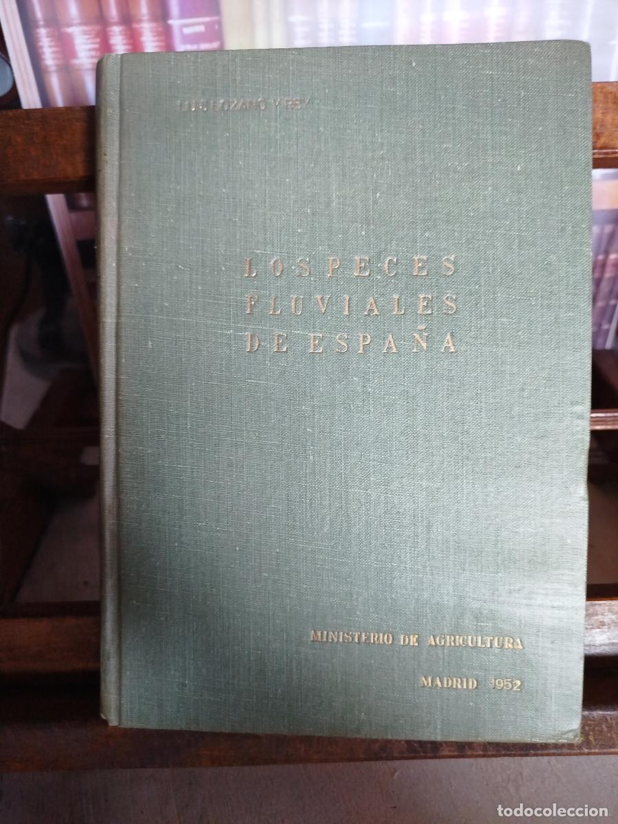 Livros em segunda m&atilde;o: Los peces fluviales de Espa&ntilde;a - Lozano y Rey, Luis (1879-1958)