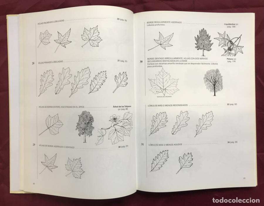 Libros: &Aacute;rboles de Madrid - L&oacute;pez Lillo, Antonio - Foto 4