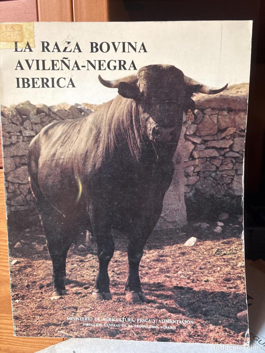 B&uuml;cher: La Raza Avile&ntilde;a-Negra Ib&eacute;rica - Espa&ntilde;a. Dir. Gral. Producci&oacute;n Agraria tdk653