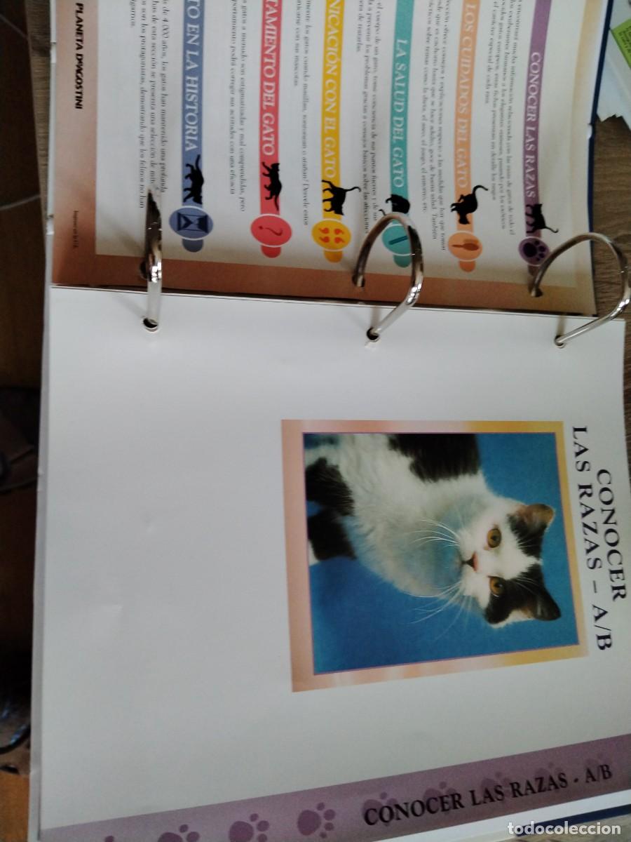Libros: Gatos- conocerlos y amarlos-planeta de Agostini. - Foto 4