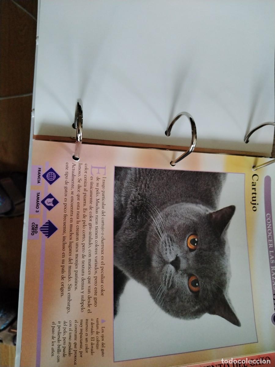 Libros: Gatos- conocerlos y amarlos-planeta de Agostini. - Foto 5