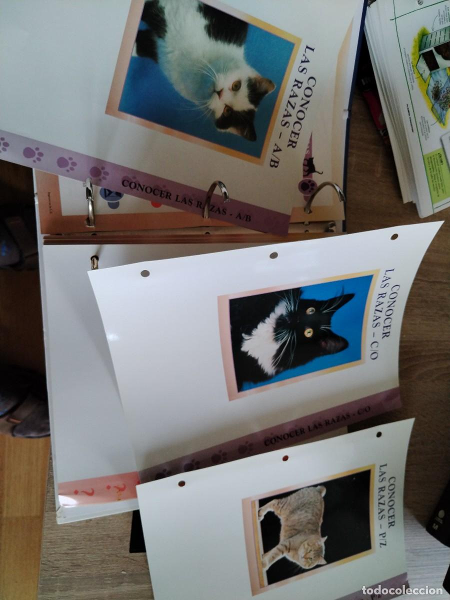 Libros: Gatos- conocerlos y amarlos-planeta de Agostini. - Foto 7