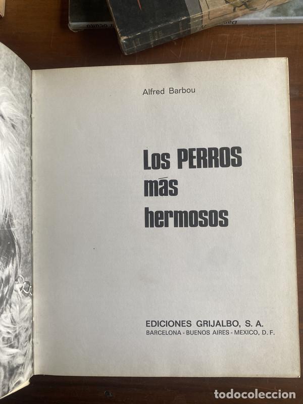 Livros em segunda m&atilde;o: Los perros mas hermosos - Barbou Alfred