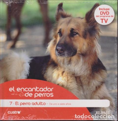 Livros em segunda m&atilde;o: EL ENCANTADOR DE PERROS. 7. EL PERRO ADULTO. DE UNO A SIETE A&Ntilde;OS - CARLOS RODR&Iacute;GUEZ - C&Eacute;SAR MILL&Aacute;N