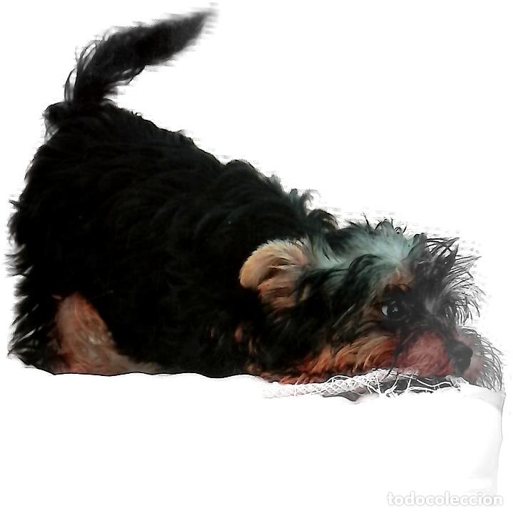 Libros: El perro educaci&oacute;n y cuidados