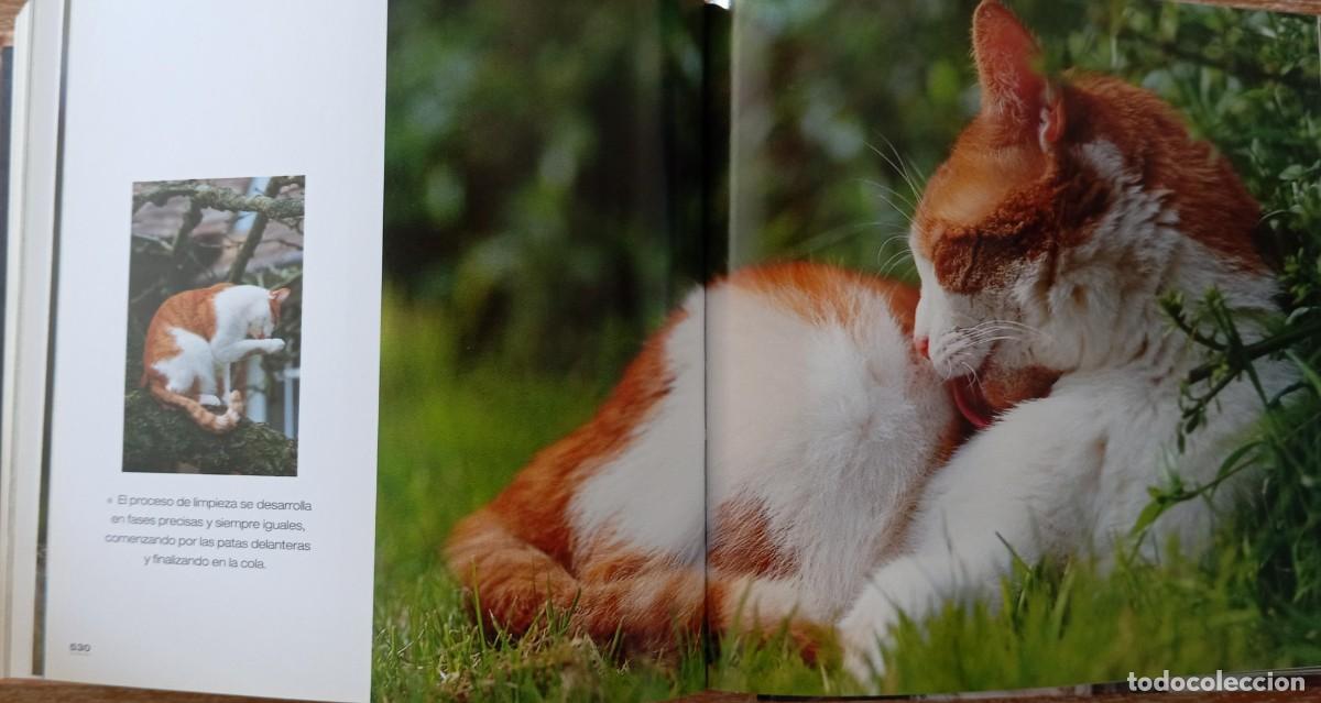Libros: GATOS - CIRCULO DE LECTORES - Foto 2