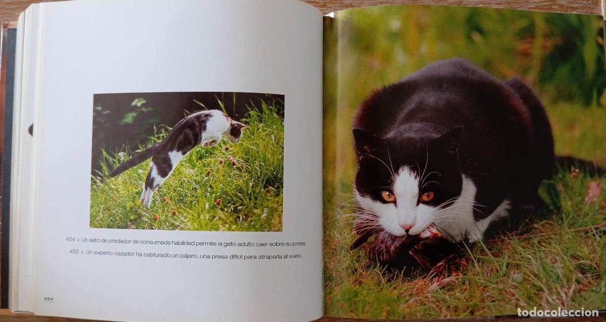 Libros: GATOS - CIRCULO DE LECTORES - Foto 3