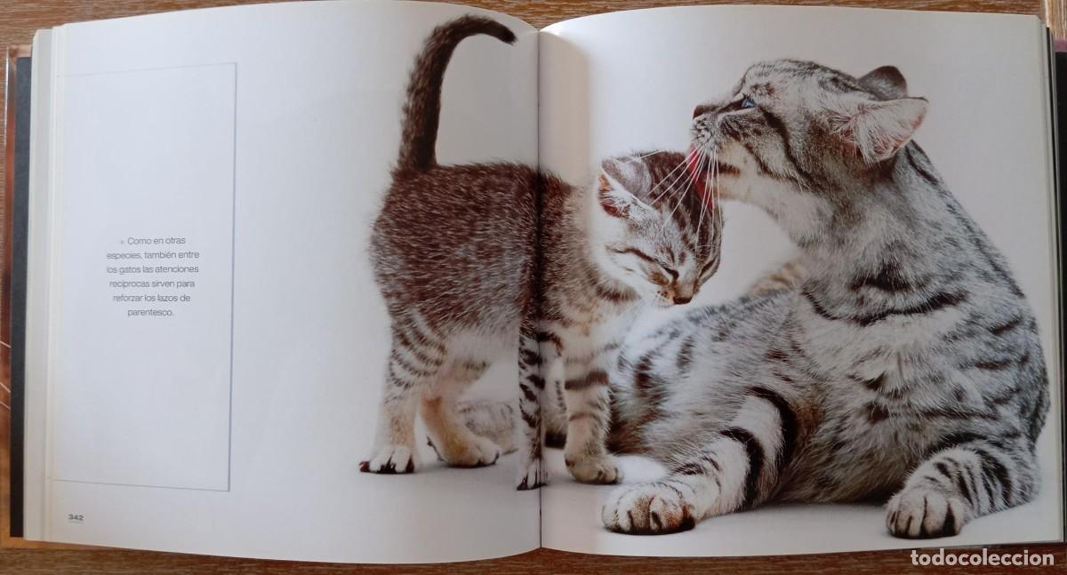 Libros: GATOS - CIRCULO DE LECTORES - Foto 4