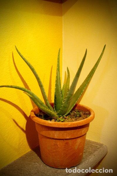 Livres: Aloe Vera Barbadensis Miller- 8014366120403