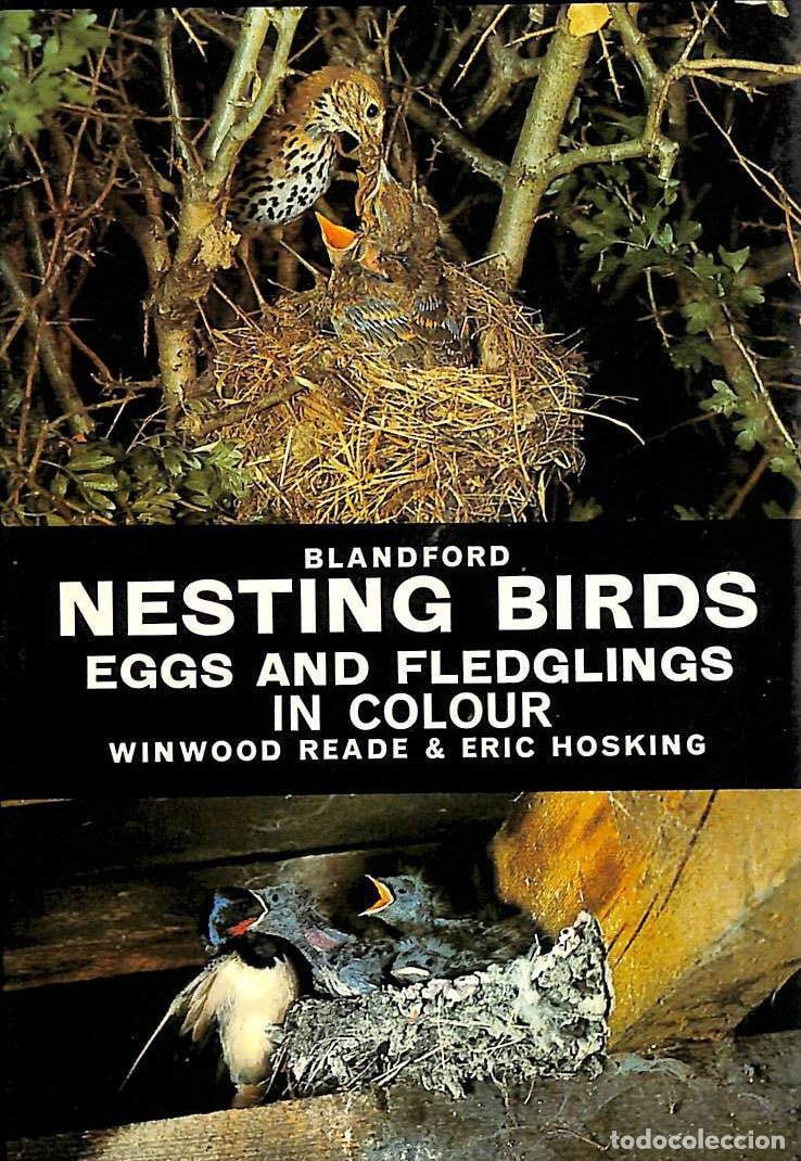 B&uuml;cher: NESTING BIRDS, EGGS AND FLEDGLINGS (COLOUR S.) READE, WINWOOD AND HOSKING, ERIC -
